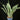 Sansevieria trifasciata ‘Metallica’
