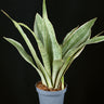 Sansevieria trifasciata ‘Metallica’