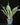 Sansevieria trifasciata ‘Metallica’