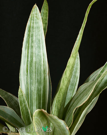 Sansevieria trifasciata ‘Metallica’