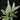 Sansevieria trifasciata ‘Metallica’