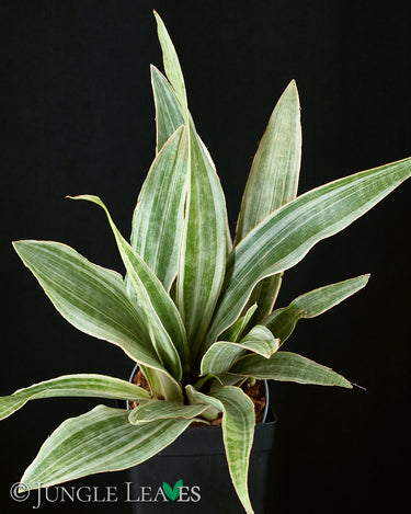 Sansevieria trifasciata ‘Metallica’