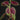 Sarcopyramis Green Lime