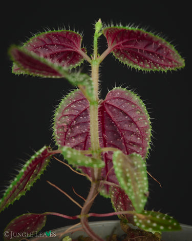 Sarcopyramis Green Lime