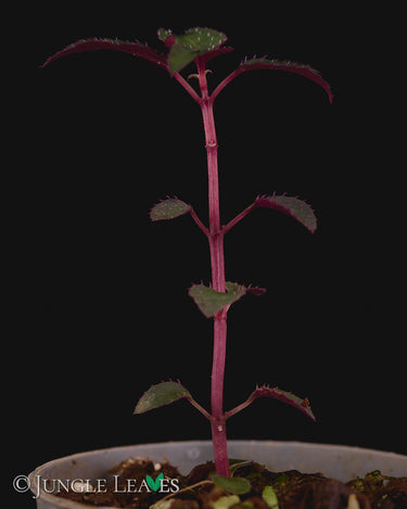Sarcopyramis sp. Sumatra