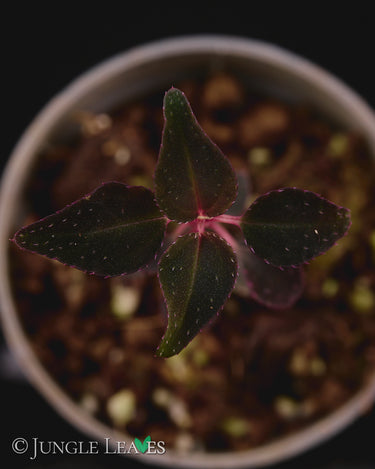 Sarcopyramis sp. Sumatra
