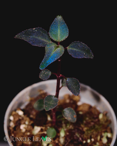 Sarcopyramis sp. Sumatra