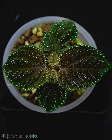 Sarcopyramis sp. Green Lime