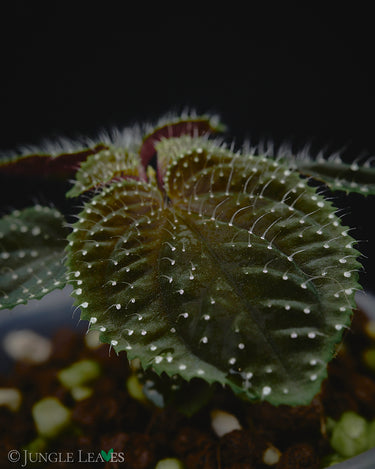 Sarcopyramis sp. Green Lime