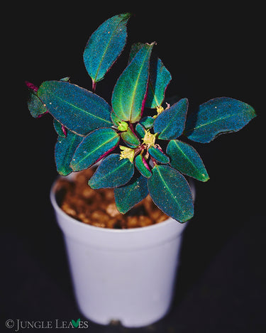 Sarcopyramis sp. Sumatra
