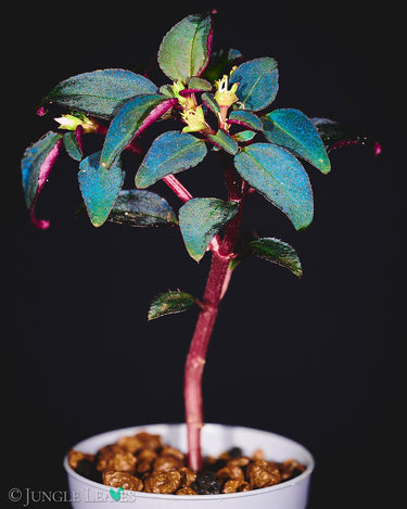 Sarcopyramis sp. Sumatra
