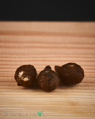 Sauromatum giganteum tuber2