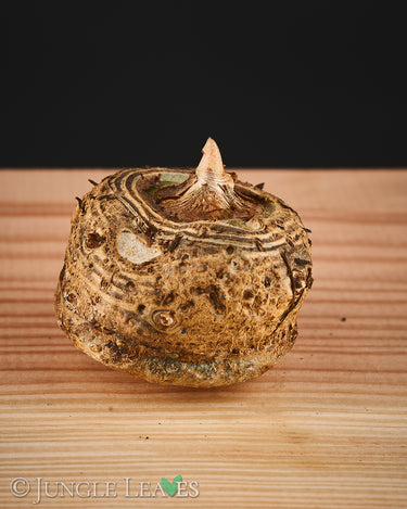 Sauromatum venosum tuber135