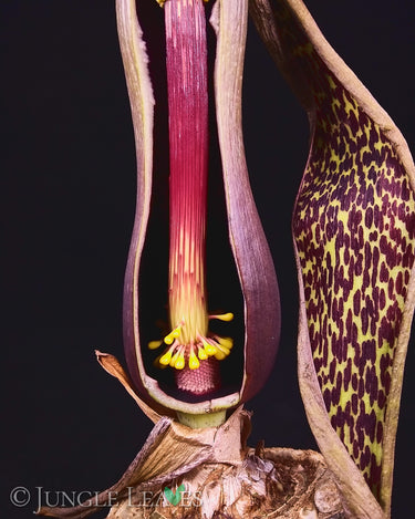 Sauromatum venosum tuber2