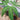 Sauromatum venosum leaf