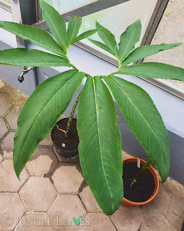 Sauromatum venosum leaf
