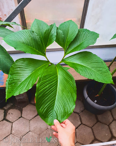 Sauromatum venosum lake tana leaf1