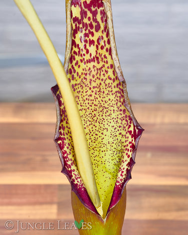 Sauromatum venosum lake tana inflorescence2