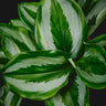 Scaphochlamys scintillans