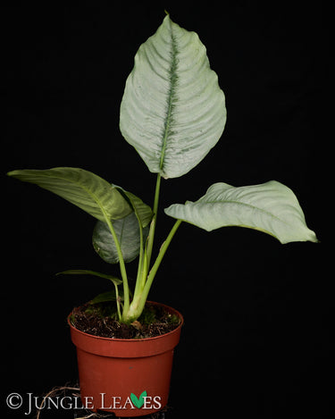 Schismatoglottis hendrikii