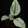 Schismatoglottis hendrikii
