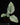 Schismatoglottis hendrikii