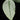 Schismatoglottis hendrikii