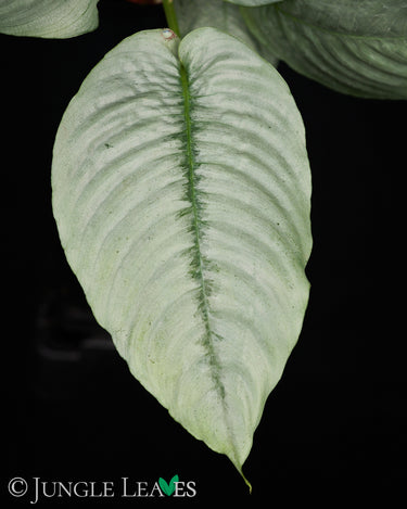Schismatoglottis hendrikii