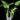 Schismatoglottis motleyana