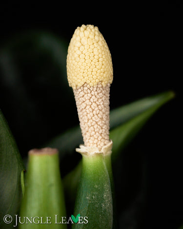 Schismatoglottis motleyana