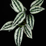 Schismatoglottis motleyana