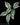 Schismatoglottis motleyana