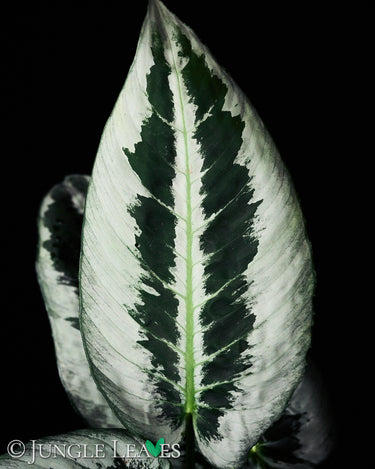 Schismatoglottis motleyana