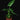 Schismatoglottis pusilla