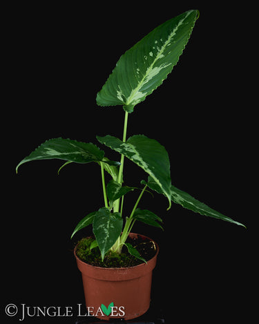 Schismatoglottis pusilla