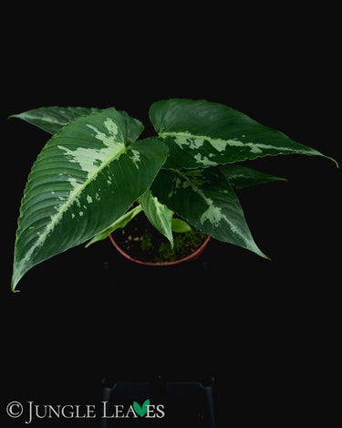 Schismatoglottis pusilla