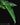 Schismatoglottis pusilla