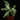 Schismatoglottis sp. Thailand
