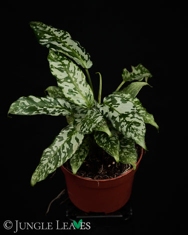 Schismatoglottis sp. Thailand
