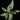 Schismatoglottis sp. Thailand