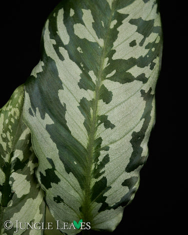 Schismatoglottis sp. Thailand