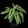 Schismatoglottis wallichii