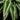 Schismatoglottis wallichii
