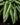 Schismatoglottis wallichii