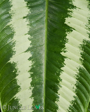Schismatoglottis wallichii