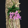 Schoenorchis fragrans