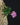 Schoenorchis fragrans