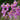 Schoenorchis fragrans