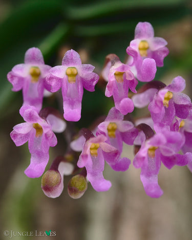 Schoenorchis fragrans