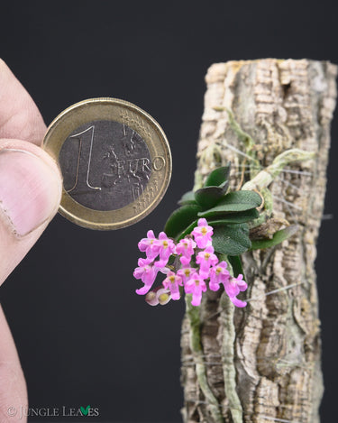 Schoenorchis fragrans